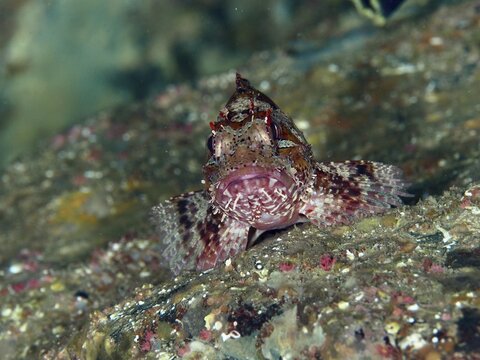 A mystically camouflaged lesser scorpionfish (Scorpaena notata) rests on a rock, perfectly integrated into the bottom in the Mediterranean Sea near Hy&egrave;res, dive site Giens Peninsula, Provence Alpes C&ocirc;te d'Azur, France