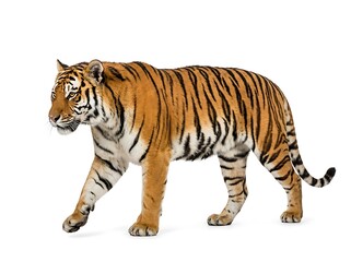 Obraz premium A magnificent black-striped tiger is seen strolling on a white backdrop.