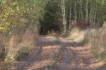 Fototapete Waldweg a country road in an autumn forest on a sunny day  © алексей семиколенных