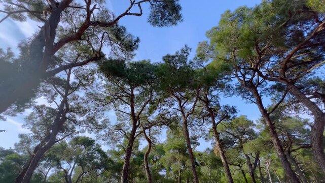 Steadicam smooth forward movement beneath tall pine trees on Princes Islands in Istanbul. Wide angle low view of green canopy against blue sky with sun lens flare