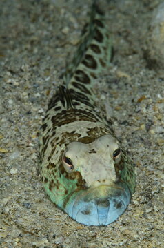 View of a blenny fish partially buried in the sandy seabed of the Adriatic Sea in Croatia.