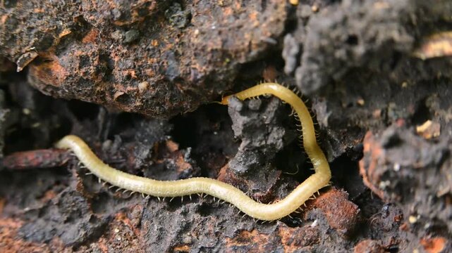 A soil centipede belonging to the order Geophilomorpha inhabits decaying wood. These centipedes have long
