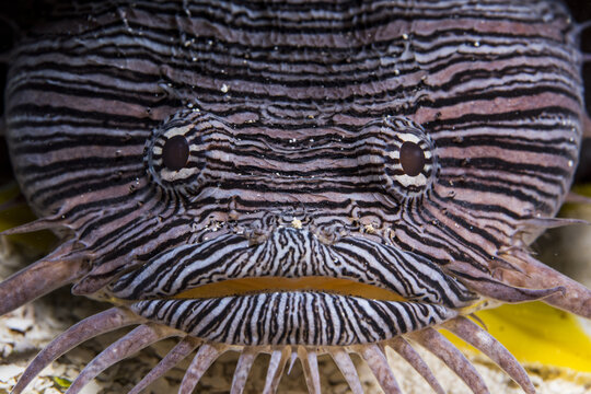 View of a close-up of a Splendid Toadfish with its distinctive black and white striped pattern and barbels, resting on the sandy ocean floor in San Miguel de Cozumel, Quintana Roo, Mexico.