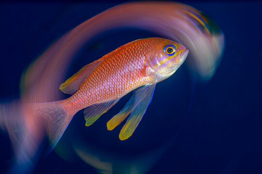 View of a vibrant pink anthias fish swimming through the deep blue waters of the Adriatic Sea, Croatia.