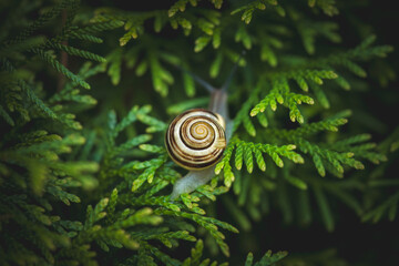 snail on green conifer in the garden © DoreenB. Photography