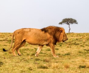 African male lion walking on Kenya safari plains © Michael