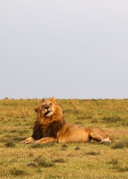 African lion resting on Kenya savanna looking upwards