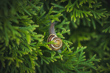 snail on green conifer in the garden © DoreenB. Photography