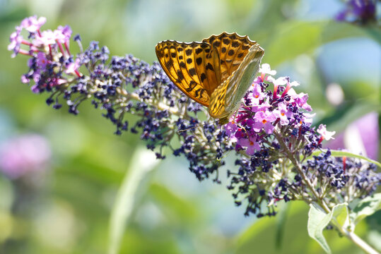 Silver-washed Fritillary (Argynnis paphia) butterfly sitting on summer lilac in Zurich, Switzerland