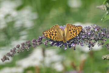 Silver-washed Fritillary (Argynnis paphia) butterfly sitting on summer lilac in Zurich, Switzerland © Janine