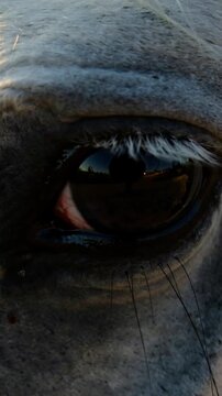 Vertical video: Blinking horse closing right eye as sun prompts lashes showing human shape in field