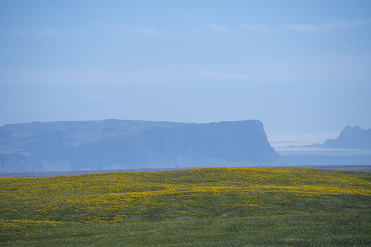 View of a field of yellow flowers in the foreground with a large flat-topped mountain in the background under a clear blue sky in Iceland.