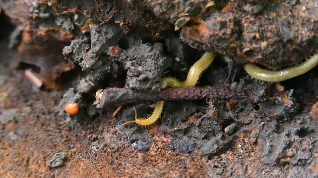 A soil centipede belonging to the order Geophilomorpha inhabits decaying wood. These centipedes have long