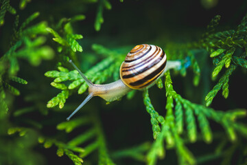 snail on green conifer in the garden © DoreenB. Photography