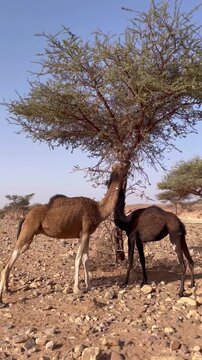 Two dromedary camels standing nose to nose beneath a thorny acacia tree, grazing on low branches in the Erg Chebbi desert dunes, Morocco.