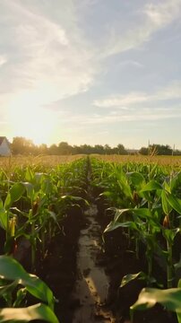Vertical video: Starting camera gliding along central row of corn plants in cornfield, showing sun