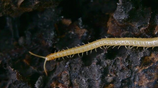 A soil centipede belonging to the order Geophilomorpha inhabits decaying wood. These centipedes have long