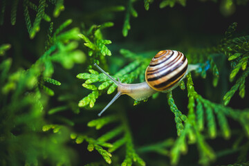 snail on green conifer in the garden © DoreenB. Photography
