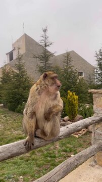 Wild Barbary macaque roaming freely in Ifrane National Park Morocco, primate wildlife, natural animal behavior, forest habitat, biodiversity, conservation, ecotourism.