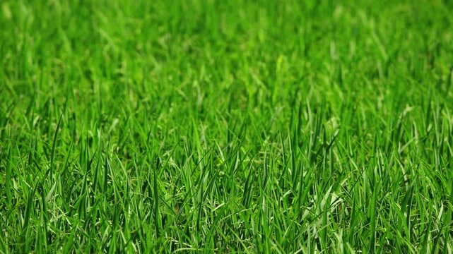 Rice plants forming dense green growth in cultivated paddy field of Ebro Delta, Spain