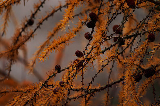 Larch Branches with Cones in Autumn