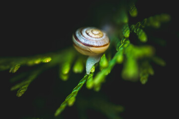 snail on green conifer in the garden © DoreenB. Photography