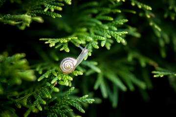 snail on green conifer in the garden © DoreenB. Photography