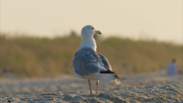 Video of a seagull