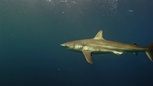 A bronze whaler shark, also known as a copper shark, swimming close to the camera before slowly moving away in the open ocean during the Sardine Run in South Africa.
