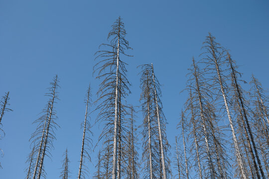 Dead Spruce Trees Killed by Bark Beetle Under Blue Sky. Ecological crisis and environmental damage in forest, wood and woodland. Decline, decay, destruction and mortality in the nature.