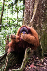 A Sumatran orangutan known locally by tour guides as “Bombai” at Bukit Lawang, North Sumatra, Indonesia. The orangutan is holding a pineapple in its right hand and a banana in its left hand while eati © Alvon