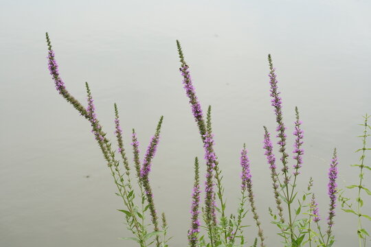 Flora an stehendem Gew&auml;sser, sommerlich