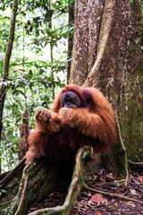 A Sumatran orangutan known locally by tour guides as “Bombai” at Bukit Lawang, North Sumatra, Indonesia. The orangutan is holding a pineapple in its right hand and a banana in its left hand while eati © Alvon
