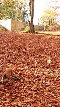 Two dogs are playing in the yard, surrounded by fallen leaves