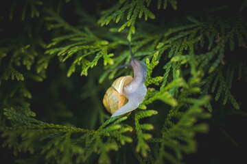 snail on green conifer in the garden © DoreenB. Photography
