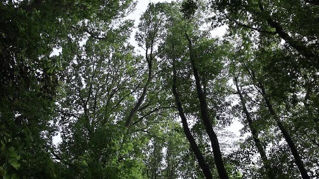 Lush green forest canopy view looking up