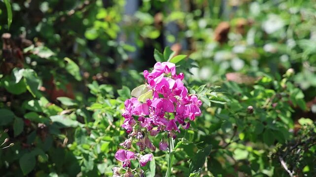 Yellow butterfly pollinating pink sweet pea flowers in slow motion