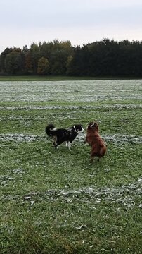 Two dogs are playing in a field with snow on the ground
