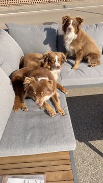 Three dogs are laying on a couch