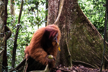 A Sumatran orangutan known locally by tour guides as “Bombai” at Bukit Lawang, North Sumatra, Indonesia. The orangutan is holding a pineapple in its right hand and a banana in its left hand while eati © Alvon