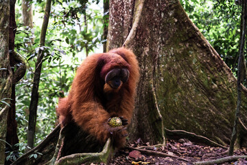 A Sumatran orangutan known locally by tour guides as “Bombai” at Bukit Lawang, North Sumatra, Indonesia. The orangutan is holding a pineapple in its right hand and a banana in its left hand while eati © Alvon