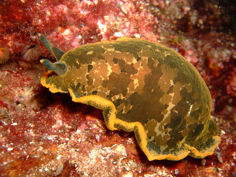 View of a nudibranch sea slug with a brown mottled pattern and yellow edges crawling on a rocky seabed in the Adriatic Sea, Croatia.