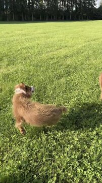 Two dogs are standing in a grassy field