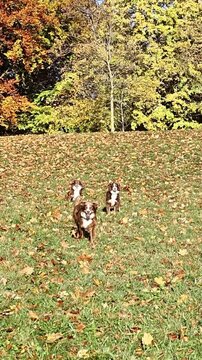 Three dogs are playing in a field of leaves