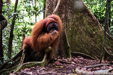 A Sumatran orangutan known locally by tour guides as “Bombai” at Bukit Lawang, North Sumatra, Indonesia. The orangutan is holding a pineapple in its right hand and a banana in its left hand while eati © Alvon