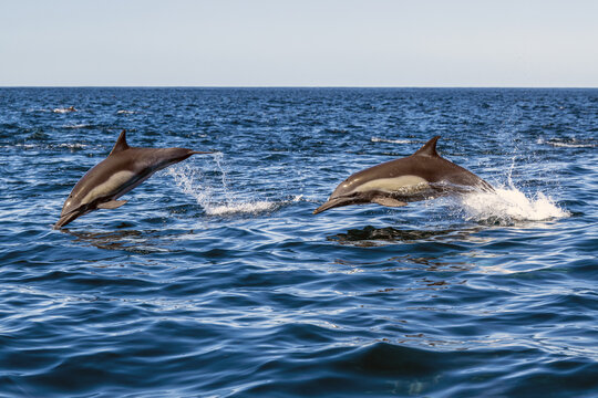 View of two common dolphins leaping out of the deep blue water at Magdalena Bay, Mexico.