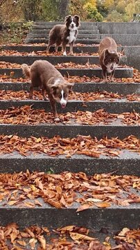 Three dogs are standing on a set of stairs, with leaves on the ground