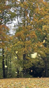 Tree with leaves falling from it