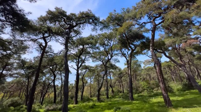 Steadicam smooth sideways movement through Turkish pine forest on Princes Islands in Istanbul. Wide angle view of green hillside trees with Marmara Sea visible in background