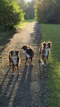 Three dogs are walking down a path in the woods